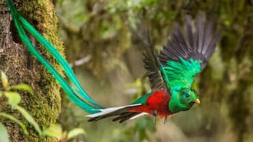 Oiseau Quetzal multicolore